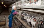 Rusya ile anlaşma sağlandı, beyaz et ihracatı başlıyor