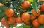 Rusya 30 ton mandarin Türkiye’ye geri gönderdi