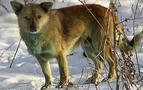 Rusya’da yeşile dönen köpekler endişelendiriyor