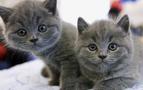 Rusya’da kedi kiralama servisi hizmete girdi