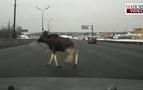 Rusya'da otobanda geyik muhabbeti