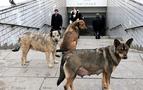 Rusya sokak köpeklerini kısırlaştırmak için ihale açtı