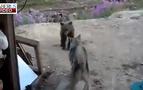 Rusya’da köpek ayılara kafa tuttu