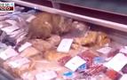 Rusya’da sokak kedisi balık tezgahını dağıttı