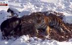 Kaplan Amur, dostu teke Timur’u hastanelik etti