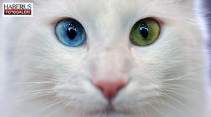 Ankara Kedisi, Moskova’daki kedi fuarının gözdesi oldu